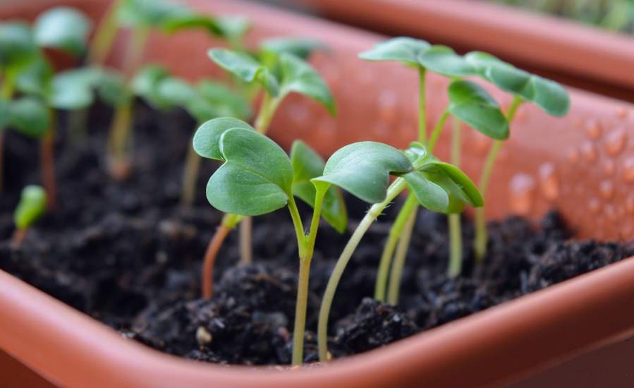 Crear un Huerto Ecológico