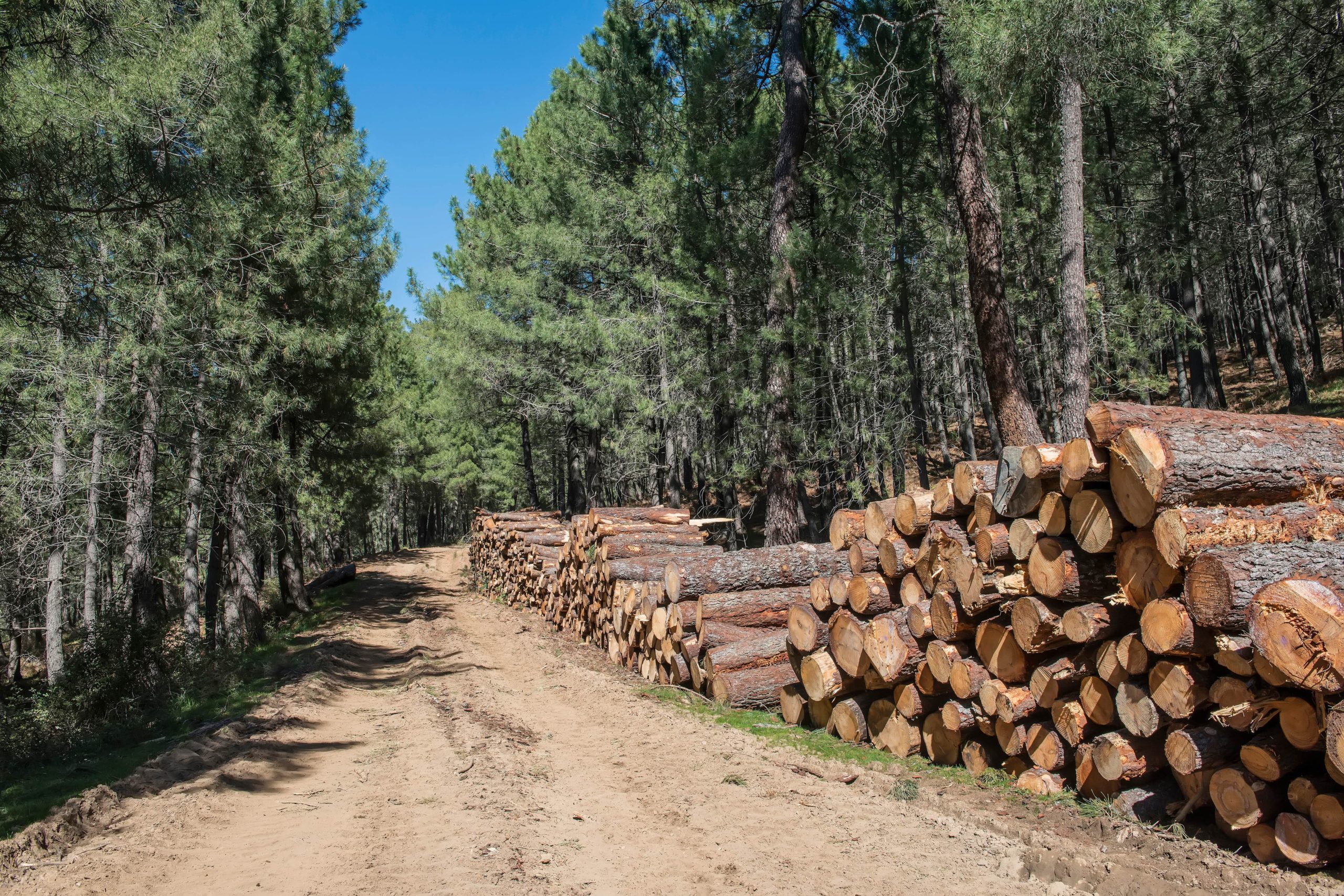 bioenergia como se produce y para que sirve